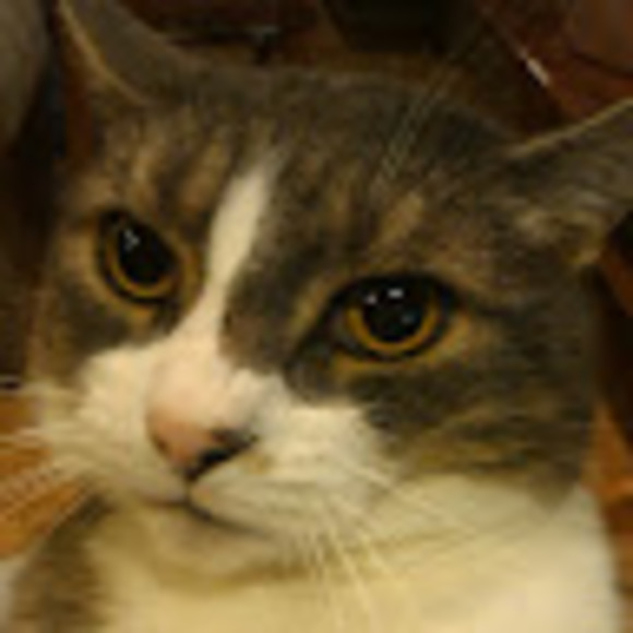 Meet your Posher, Sabrina - Picture 1 of 1